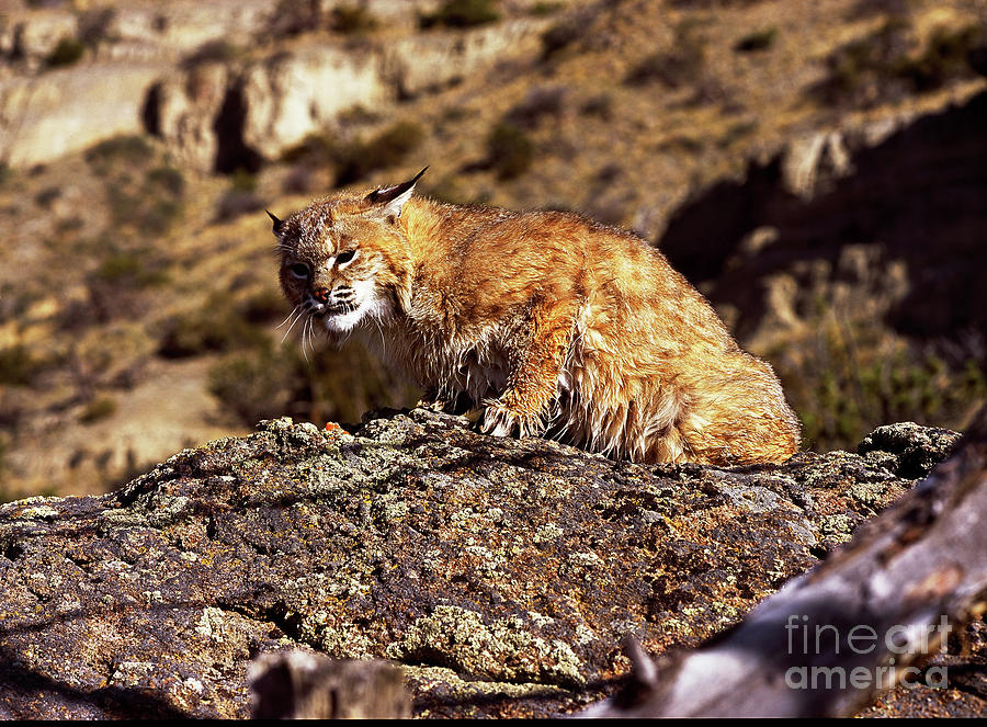 Bobcat #3 Photograph by Dennis Hammer
