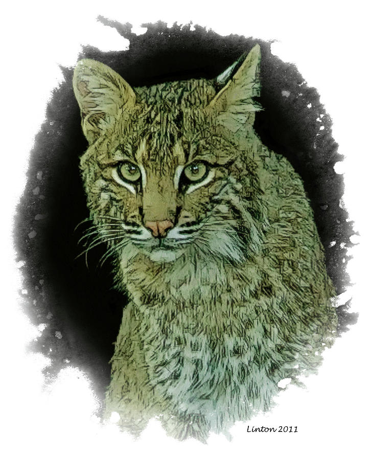 Bobcat #3 Digital Art by Larry Linton