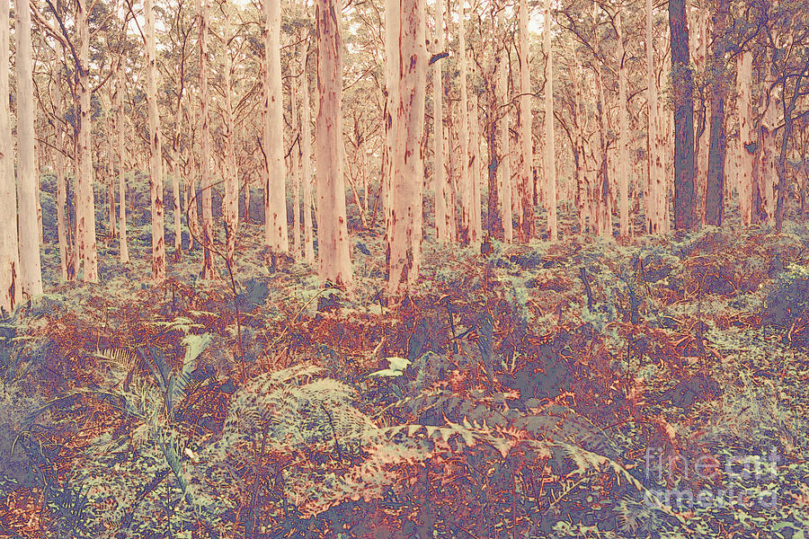 Boranup Forest II #3 Photograph by Cassandra Buckley