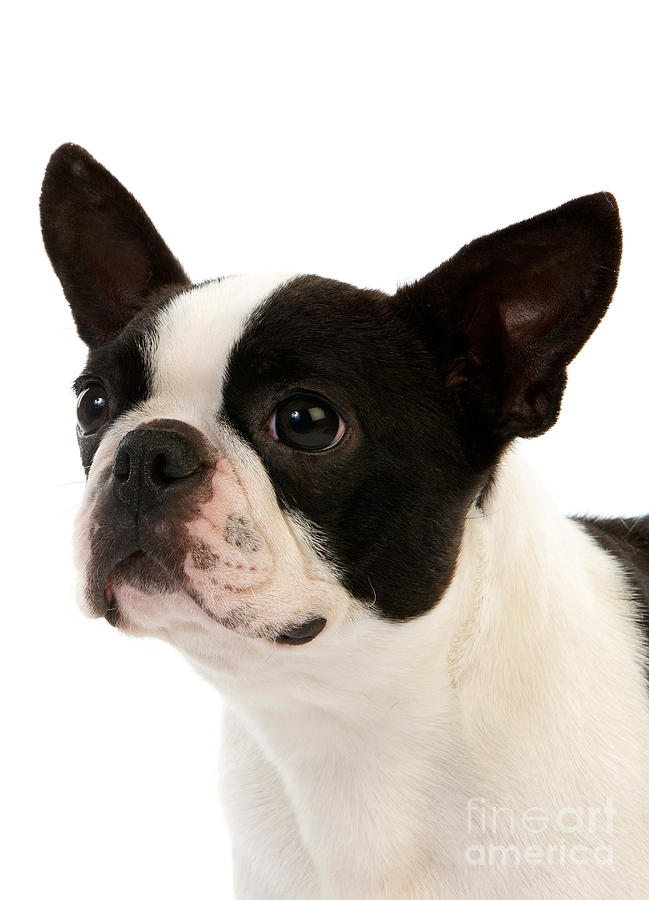 Boston Terrier Dog #3 Photograph by Gerard Lacz