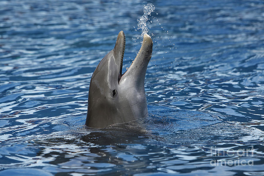 Bottlenose Dolphin Tursiops Truncatus #3 Photograph by Gerard Lacz