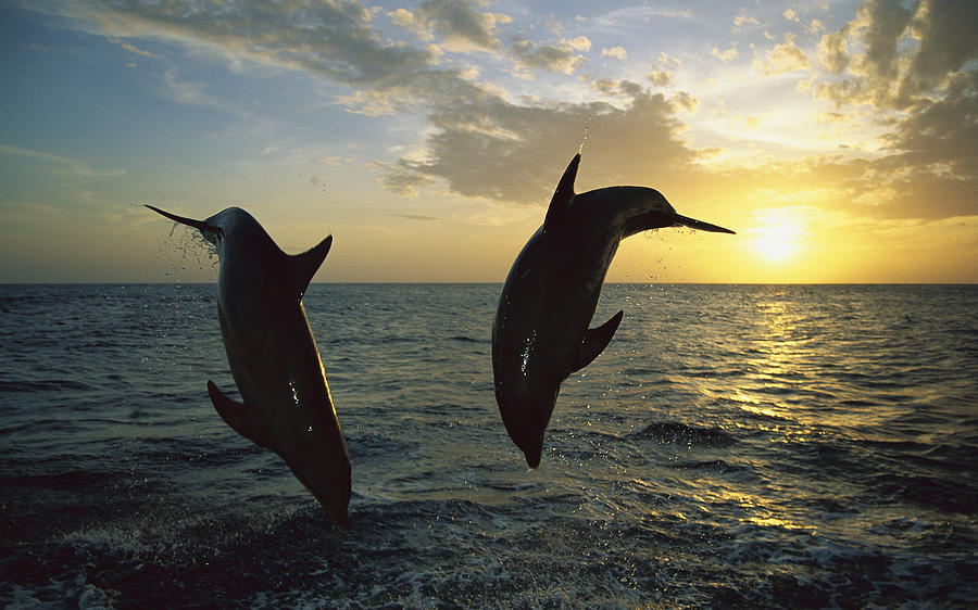 Bottlenose Dolphin Tursiops Truncatus #3 Photograph by Konrad Wothe