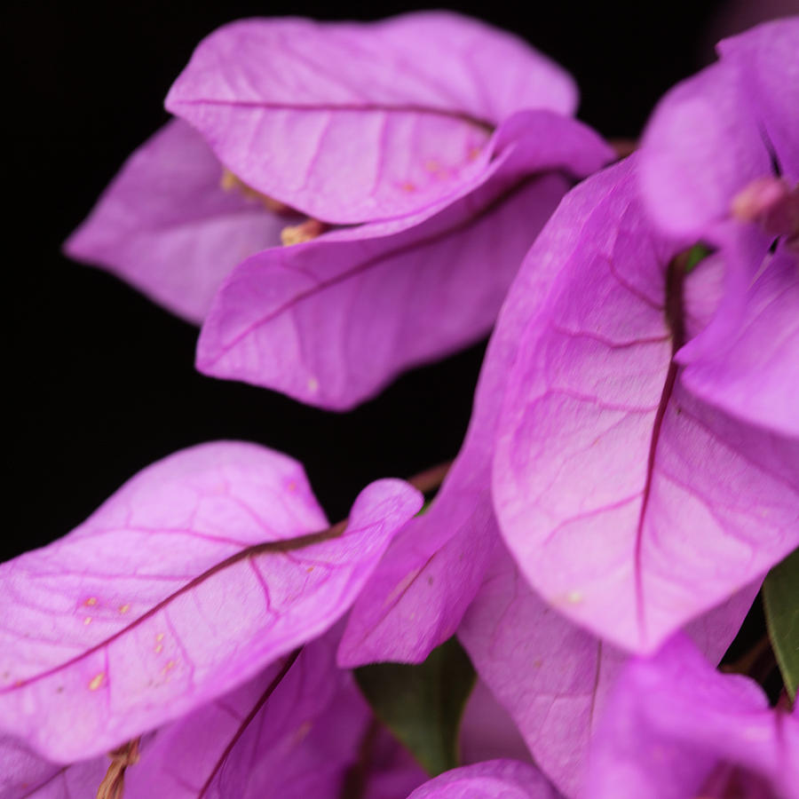 Square Photograph - Bougainvillea #3 by MindGourmet Food for Thought