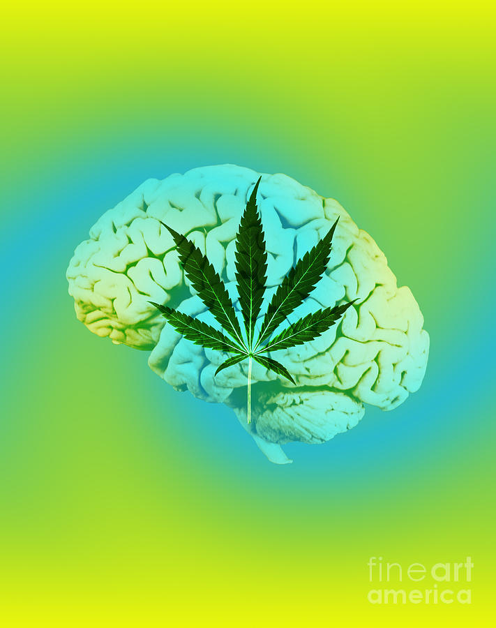 Brain And Marijuana, Illustration #3 Photograph by Mary Martin