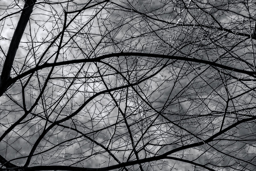 Branches Clouds and Sky #3 Photograph by Robert Ullmann