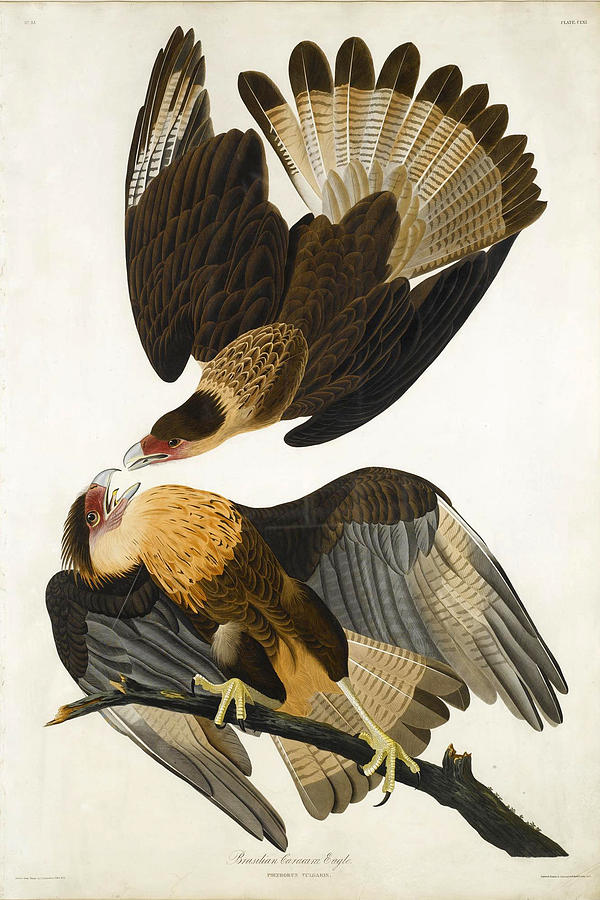 Brasilian Caracara Eagle #4 Drawing by John James Audubon