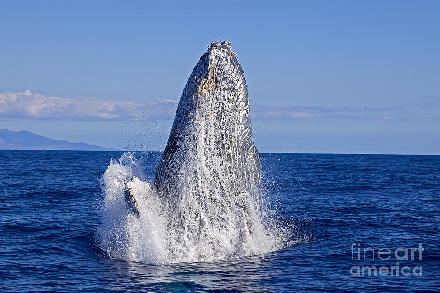 Breaching Humpback Whale  Megaptera #3 Photograph by Dave Fleetham