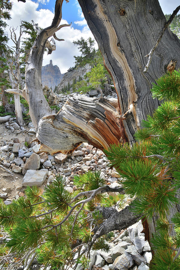 Bristlecone Loop Trail #3 Photograph by Ray Mathis