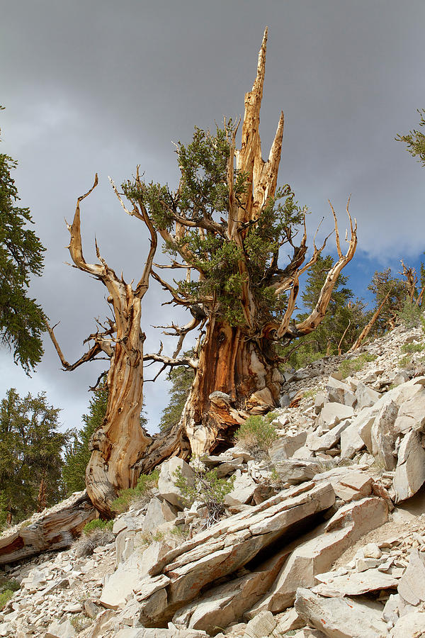 Bristlecone Pine tree 2 Photograph by Duncan Selby