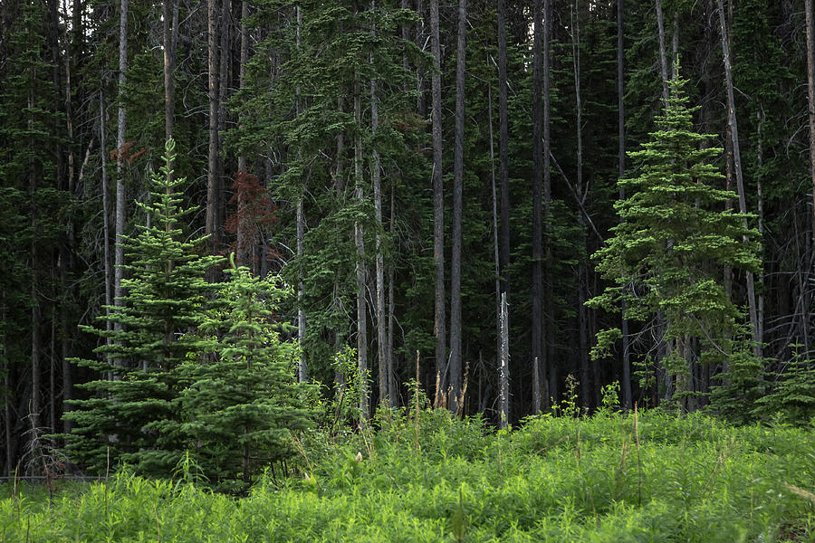 British Columbia Forests #3 Photograph by Ryan Heffron