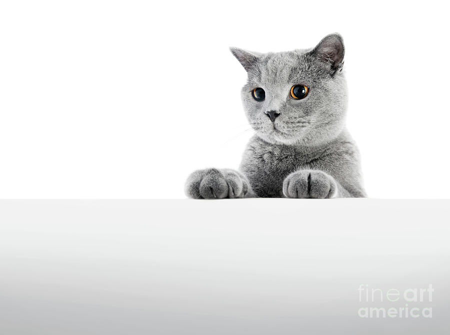 British Shorthair cat isolated on white. Hunting #3 Photograph by Michal Bednarek