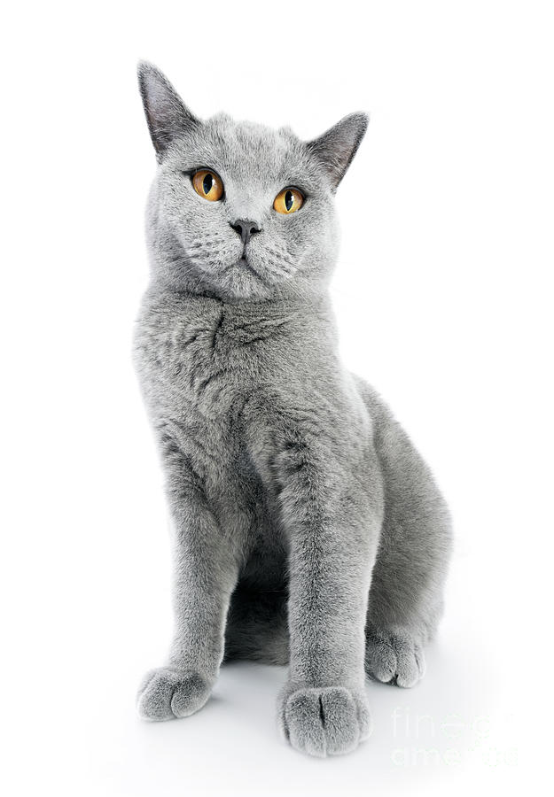 British Shorthair cat isolated on white. Sitting #3 Photograph by Michal Bednarek