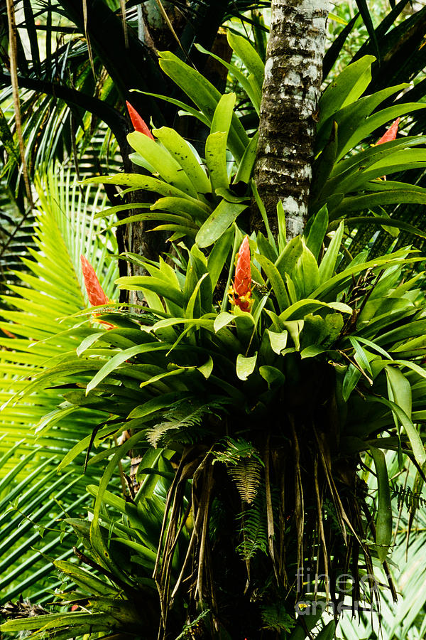 Bromeliads El Yunque National Forest #3 Photograph by Thomas R Fletcher