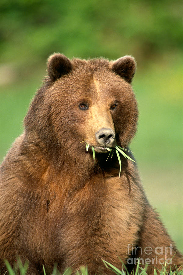 Brown Bear #3 Photograph by John Hyde - Printscapes