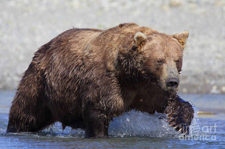 Brown Bear #3 Photograph by Steve Javorsky