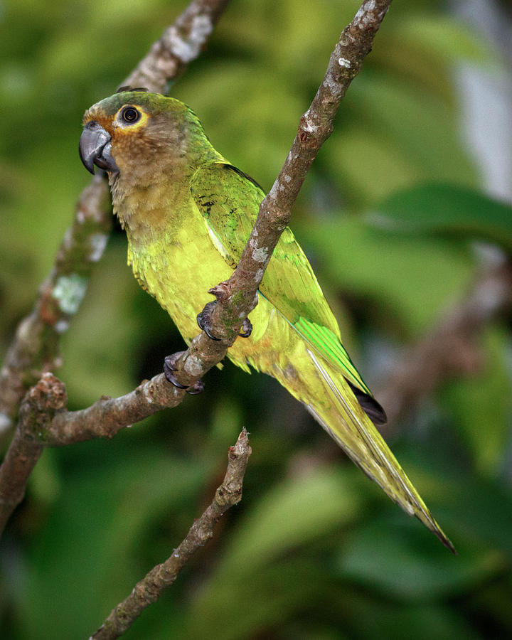 Brown Throated Parakeet La Macarena Colombia #3 Photograph by Adam Rainoff