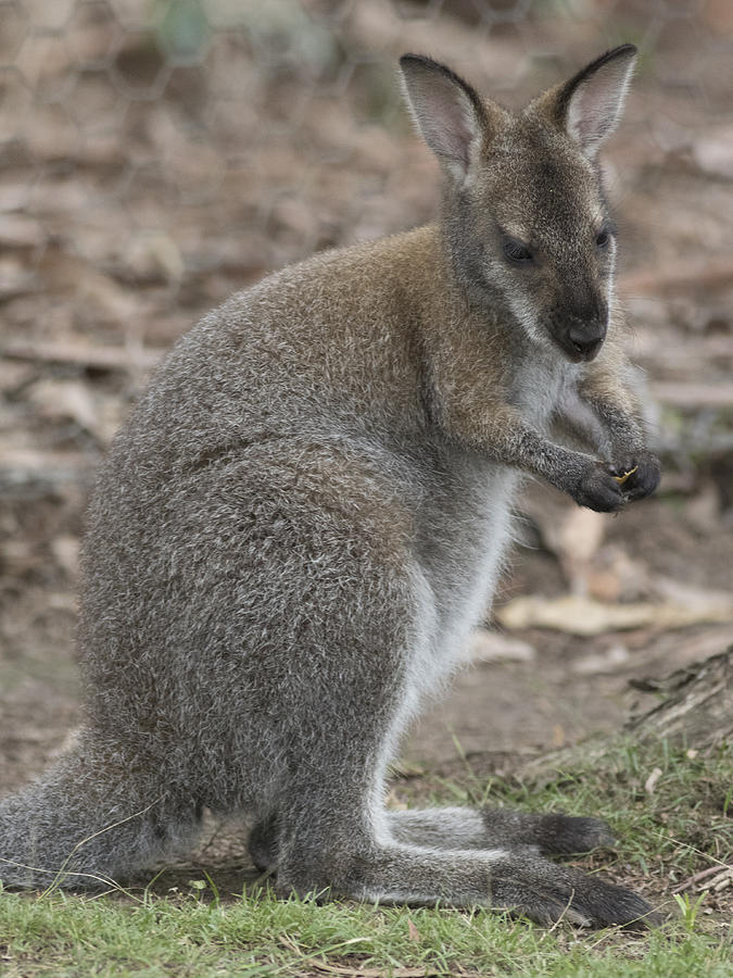 Brush-tailed Rock-wallaby #3 Photograph by Masami Iida