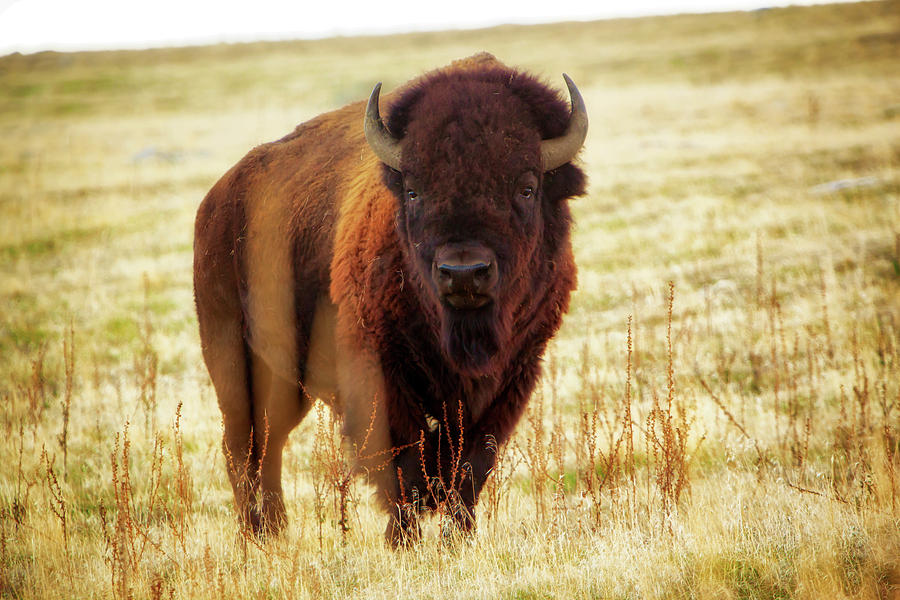 Buffalo Grazing Photograph by Jeff Smith - Fine Art America