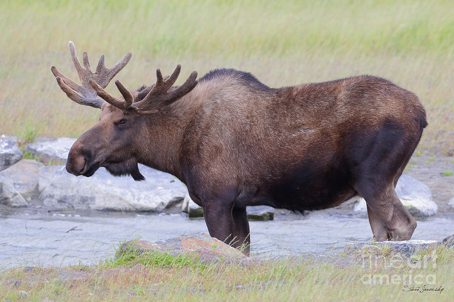 Bull Moose #3 Photograph by Steve Javorsky