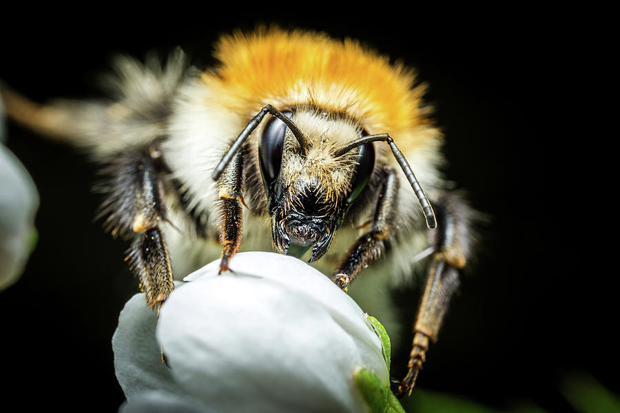 Bumblebee Macro Photo Photograph By Libor Vrska