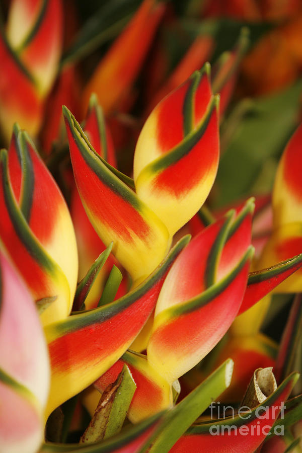 Bunch Of Heliconia #3 Photograph by Ron Dahlquist - Printscapes