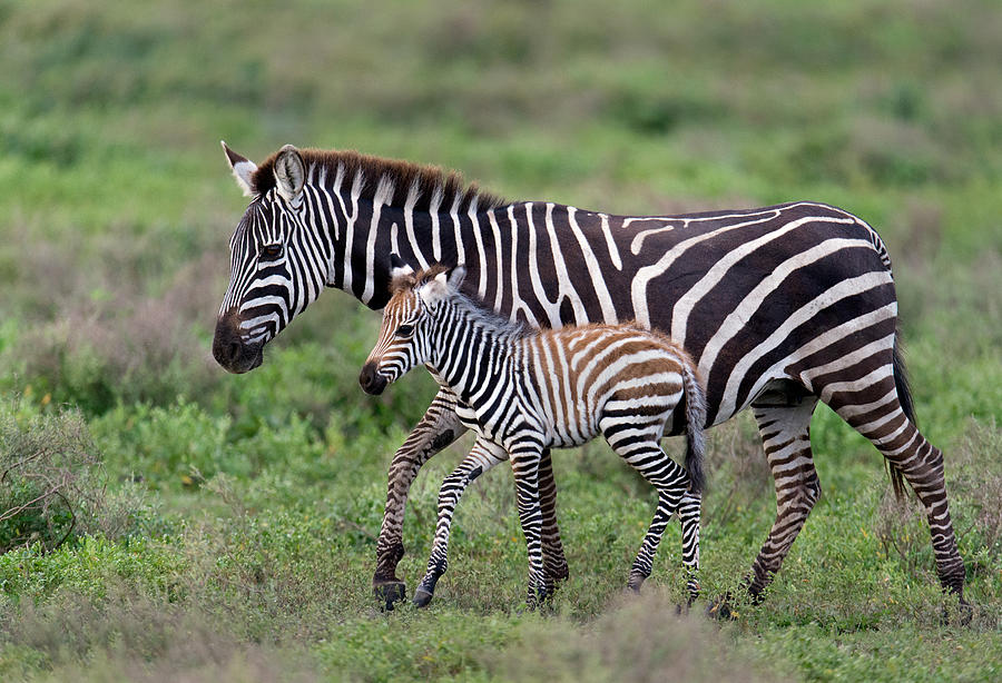 Burchells Zebra Equus Quagga Burchellii Photograph by Panoramic Images ...