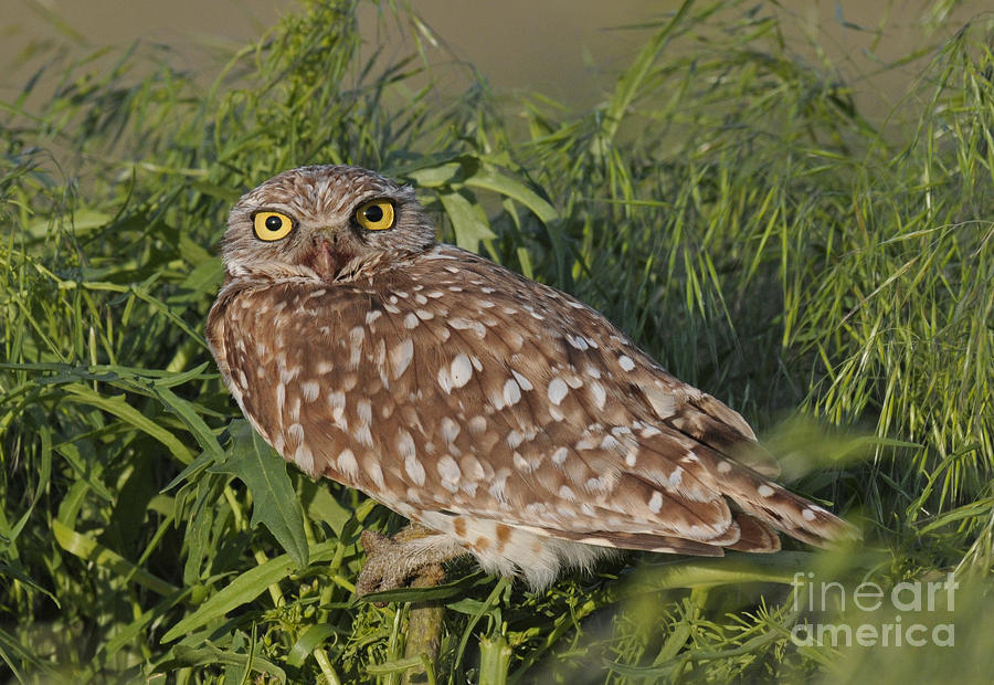 Burrowing Owl #3 Photograph by Dennis Hammer