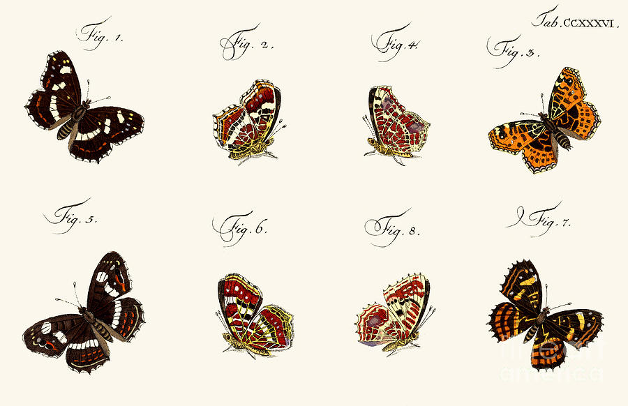Butterflies Drawing by German School