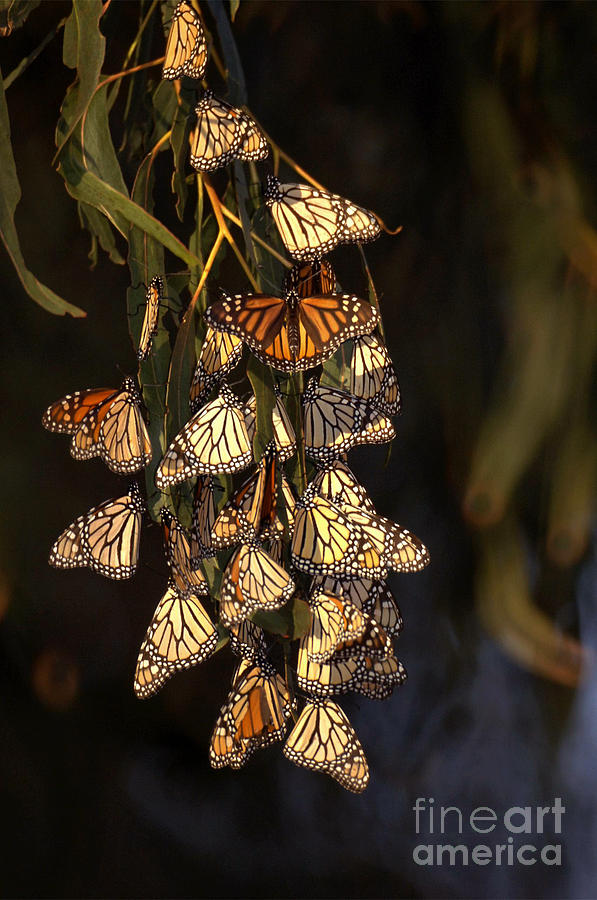 Butterflies #3 Photograph by Marc Bittan