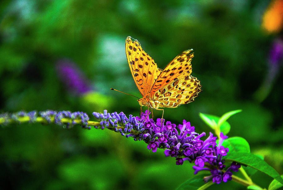 Butterfly and flower closeup #3 Photograph by Carl Ning