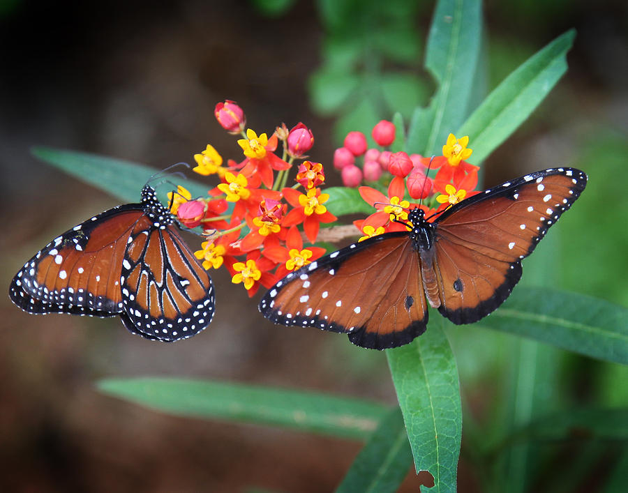Butterfly Garden #3 Photograph by Joseph G Holland