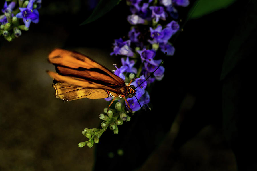 Butterfly #3 Photograph by Jay Stockhaus