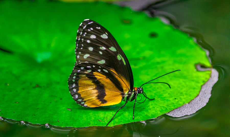 Butterfly #3 Photograph by Jerry Cahill