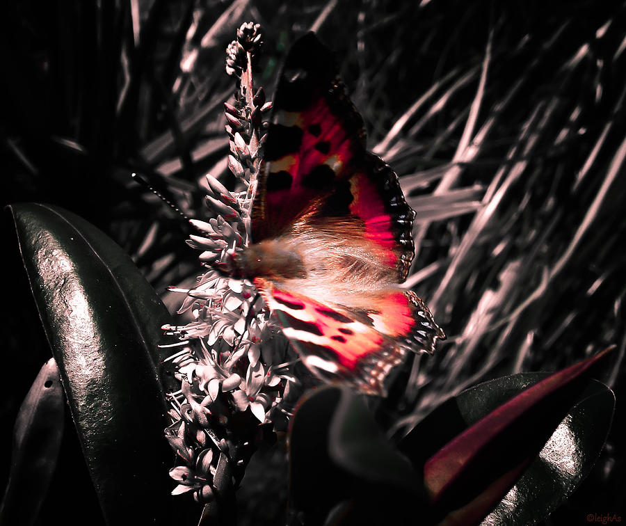 Butterfly Photograph - Butterfly by Leigh Smith Butterfly Photograph - Butterfly by Leigh Smith