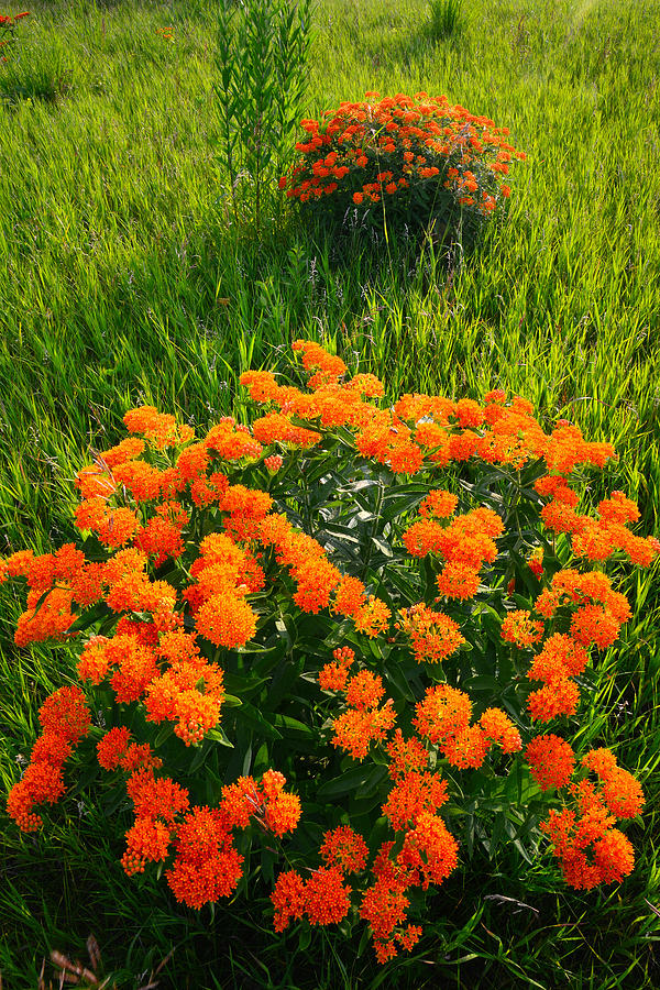 Butterfly Weed #3 Photograph by Ray Mathis