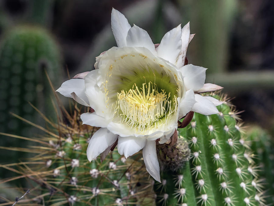 Cactus Flower Photograph by Tam Ryan