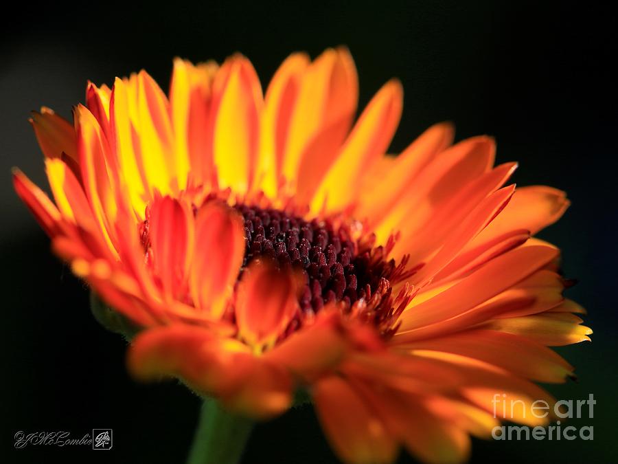 Calendula named Victoria Sunset #3 Photograph by J McCombie