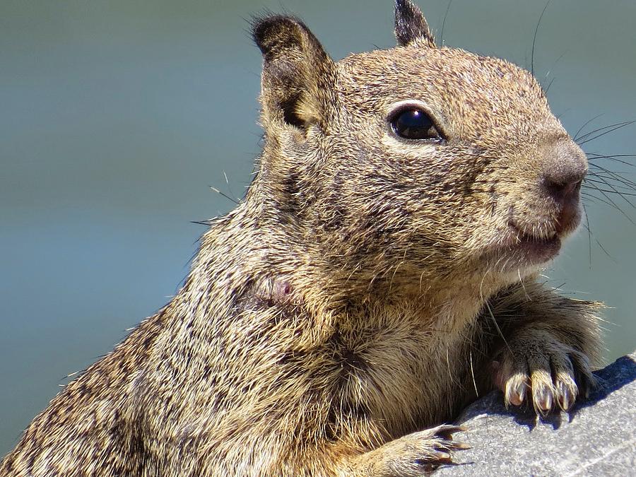 California Ground Squirrel Photograph by Emily Hargreaves - Pixels