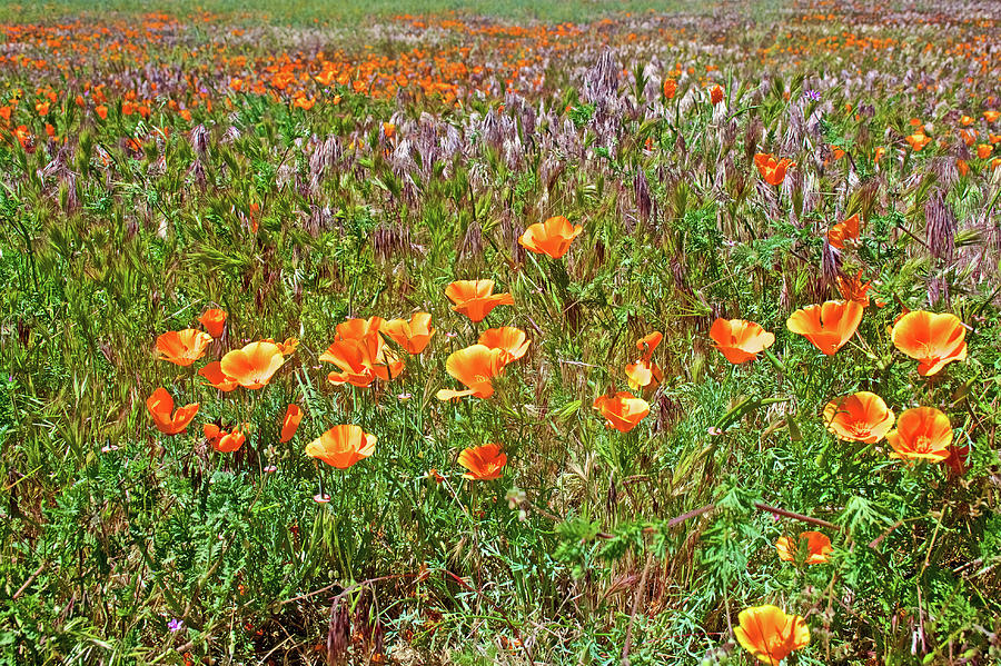 California Poppies in Antelope Valley CA Poppy Reserve #3 Photograph by Ruth Hager