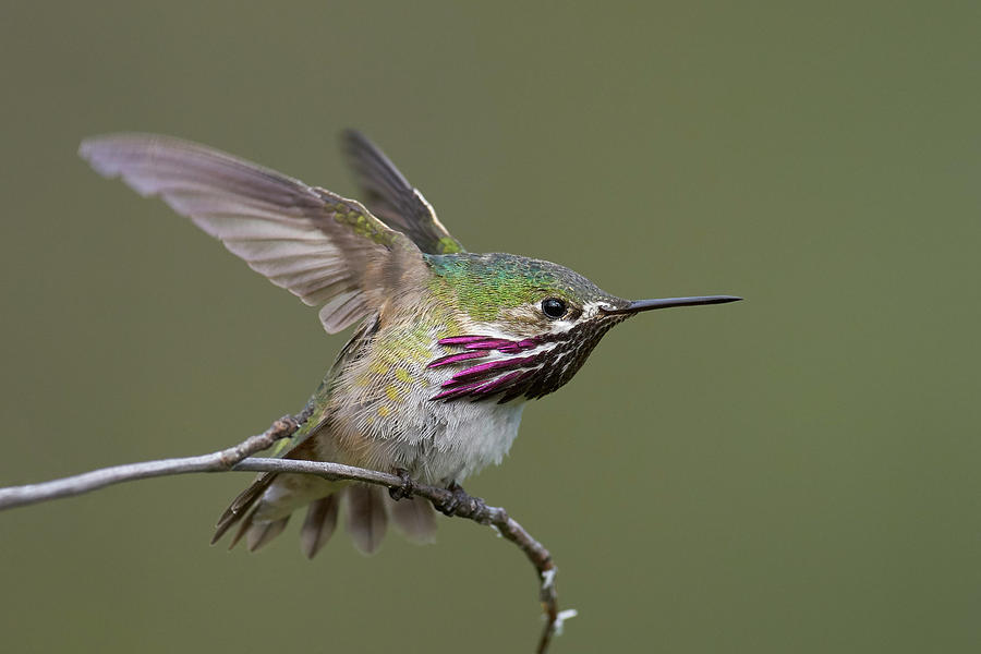 Birds Photograph - Calliope Hummingbird by Doug Herr Birds Photograph - Calliope Hummingbird by Doug Herr