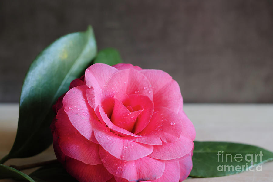 Camellia #3 Photograph by Andrea Anderegg