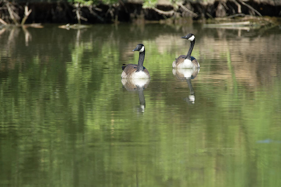 Canada Geese #3 Photograph by Tam Ryan