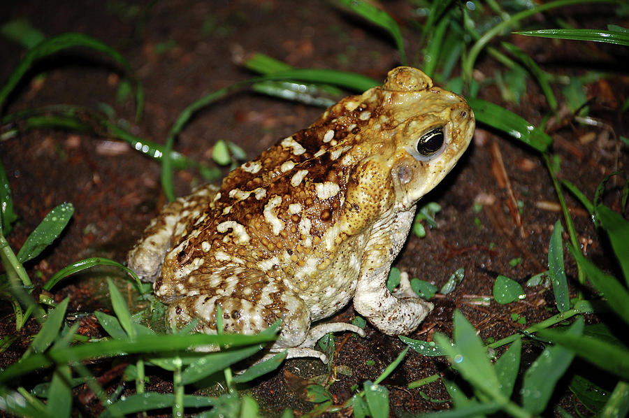 Cane Toad #3 Photograph by Breck Bartholomew