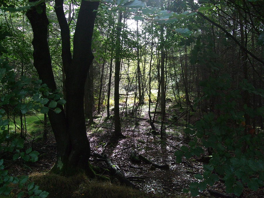 Cannock Chase Forest #1 Photograph by Jean Walker