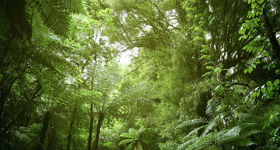Canopy of jungle #3 Photograph by Les Cunliffe