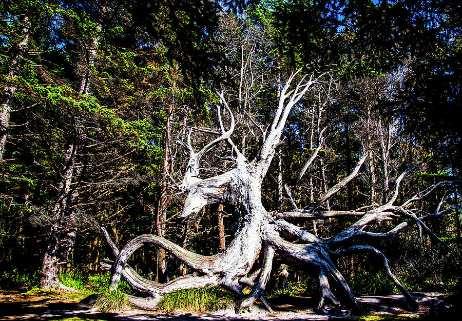 Cape Arago Highway Hike Photograph by Angus HOOPER III - Fine Art America