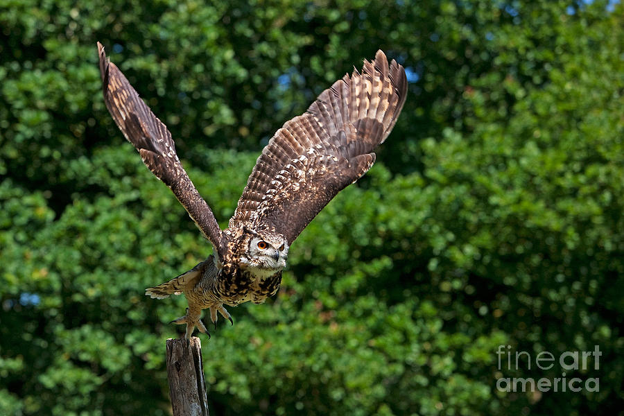Cape Eagle Owl Bubo Capensis #3 Photograph by Gerard Lacz