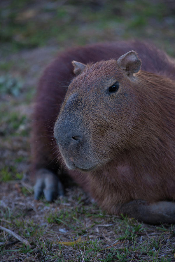 Capybara #3 Digital Art by Carol Ailles