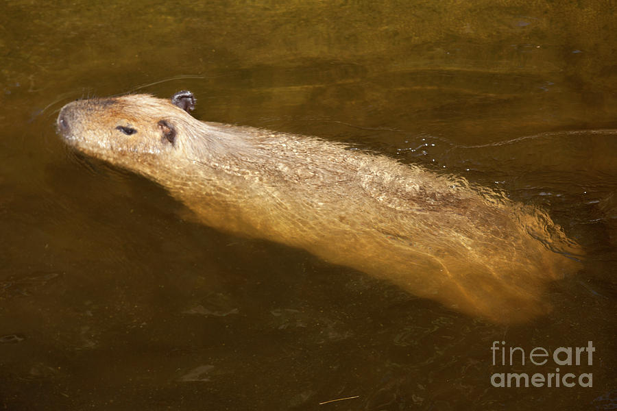 Capybara - Hydrochoerus hydrochaeris #3 Photograph by Anthony Totah