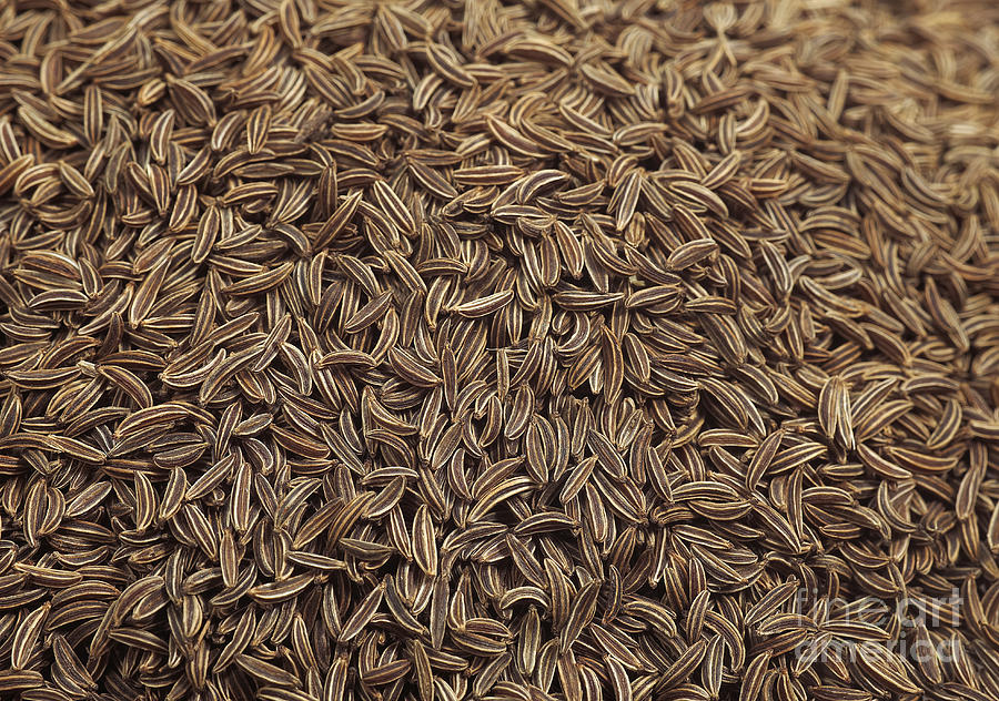 Caraway Seeds Carum Carvi #3 Photograph by Gerard Lacz